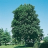 Fraxinus EXCELSIOR o Frassino Maggiore