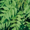 Fraxinus EXCELSIOR dettaglio fogliame