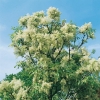 Fraxinus ORNUS o Orniello