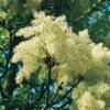 Fraxinus ORNUS dettaglio fioritura