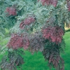 Gleditsia TRIACANTHOS 'RUBYLACE' dettaglio fogliame