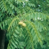 Juglans NIGRA o Noce Americano