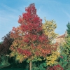 Liquidambar STYRACIFLUA 'WORPLESDON'