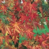 Liquidambar STYRACIFLUA 'WORPLESDON' dettaglio fogliame