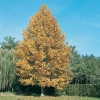 Liriodendron TULIPIFERA in autunno