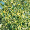 Liriodendron TULIPIFERA 'AUREOMARGINATUM' dettaglio fogliame