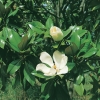 Magnolia GRANDIFLORA 'GALISSONIENSIS' dettaglio fiore