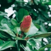 Magnolia GRANDIFLORA 'GALISSONIENSIS' dettaglio frutto