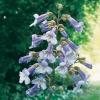 Paulownia TOMENTOSA = IMPERIALIS dettaglio fiori