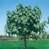 Paulownia TOMENTOSA = IMPERIALIS in estate