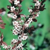 Prunus CERASIFERA 'ATROPURPUREA' = PISSARDII dettaglio fiori