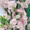 Prunus SERRULATA 'AMANOGAWA' dettaglio fiori