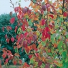 Pyrus CALLERYANA 'CHANTICLEER' dettaglio fogliame in autunno