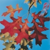 Quercus PALUSTRIS dettaglio fogliame in autunno