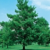Quercus ROBUR = PEDUNCULATA