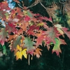 Quercus RUBRA dettaglio foglie in autunno