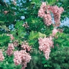 Robinia BOYNTONII = HISPIDA dettaglio fioritura