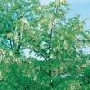 Robinia PSEUDOACACIA 'UNIFOLIA' = 'MONOPHYLLA'  dettaglio fiori