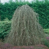 Salix CAPREA 'PENDULA' = CAPREA 'KILMARNOLK' in inverno