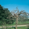 Sophora JAPONICA 'PENDULA' dettaglio albero