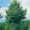 Tilia HENRYANA