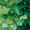 Tilia HENRYANA dettaglio fogliame