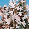 Abelia x GRANDIFLORA dettaglio fiore