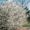 Amelanchier CANADENSIS = LAMARCKH