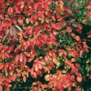 Amelanchier CANADENSIS = LAMARCKH dettaglio fogliame in autunno