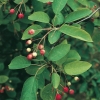 Amelanchier CANADENSIS = LAMARCKH dettaglio frutti