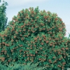 Arbutus UNEDO 'RUBRA'