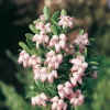 Arctostaphylos UVA-URSI 'RADIANT' dettaglio fiori