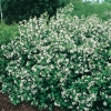 Aronia MELANOCARPA in fiore