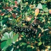 Aronia MELANOCARPA dettaglio frutti