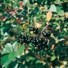 Aronia MELANOCARPA dettaglio frutti