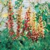 Berberis THUNBERGII 'GOLDEN TORCH' ®  dettaglio fogliame