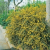 Berberis STENOPHYLLA