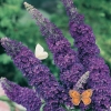 Buddleja DAVIDII 'EMPIRE BLUE'