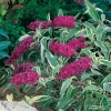 Buddleja DAVIDII 'HARLEQUIN'