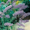 Buddleja DAVIDII 'NANHO BLUE'