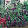 Buddleja DAVIDII 'NANHO PURPLE'