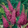 Buddleja DAVIDII 'ROYAL RED'