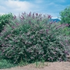 Buddleja DAVIDII 'LOCHINCH'