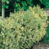 Buxus SEMPERVIRENS 'ELEGANS'