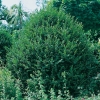 Buxus SEMPERVIRENS 'PYRAMIDALIS'