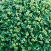 Buxus SEMPERVIRENS 'ROTUNDIFOLIA'