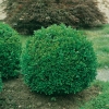 Buxus SEMPERVIRENS 'SUFFRUTICOSA'