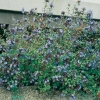 Ceratostigma WILLMOTTIANUM