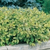 Cornus ALBA 'GOUCHAULTII'