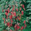 Cornus ALBA 'KESSELRINGII' dettaglio fogliame d'autunno